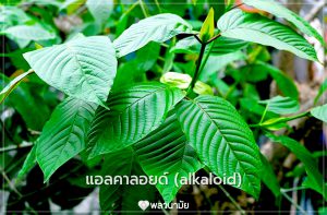 สารแอลคาลอยด์ (alkaloid) สารสำคัญทางเคมี พืชสมุนไพร